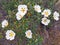 Blossoming gum rock rose - cistus ladanifer in Portugal