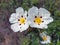 Blossoming gum rockrose - cistus ladanifer in the heath fields f