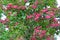 The blossoming hawthorn blood-red Crataegus sanguinea Pall