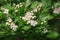 Blossoming hawthorn closeup