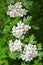 Blossoming hawthorn Crataegus monogyna Jacq
