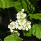 Blossoming hawthorn or maythorn or Crataegus flowers close-up, selective focus, shallow DOF