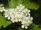 Blossoming hawthorn or maythorn, Crataegus, flowers and leaves close-up, selective focus, shallow DOF