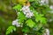 The blossoming hawthorn in the spring. Bush with white flowers after rain. CrataÃ©gus