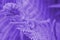 The blossoming head of a fern. A dark purple-tinted floral pattern. The stems and leaves. Violet background or wallpaper with