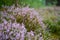 Blossoming Heather on the meadow. Forest area