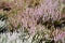 The blossoming heather ordinary Calluna vulgaris L. different grades. Background