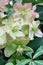 Blossoming helleborus on a vertical.
