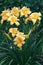 Blossoming hemerocallis.