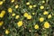 Blossoming Hieracium hawkweed yellow flowers. Closeup shot