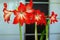 Blossoming Hippeastrum red flower spectacular houseplant, shallow depth of field.
