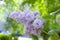 A blossoming huge lilac branch