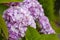 Blossoming hydrangea or hortensia flowers with gentle franrance and fragile fresh pink and violet petals