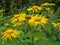 Blossoming Inula high Inula helenium L.