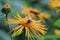 Blossoming Inula high Inula helenium in meadow.Medicinal plant,homeopatic. Bee out of focus