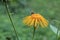 Blossoming Inula high Inula helenium in meadow.Medicinal plant,homeopatic. Bee out of focus