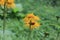 Blossoming Inula high Inula helenium in organic garden. .Medicinal plant,homeopatic