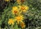 Blossoming Inula high, Inula helenium in the organic garden.Medicinal plant,homeopatic.Blurred background.