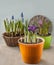 Blossoming Iridodictium or Iris reticulata \\\', crocus and muscari in pot