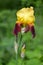 The blossoming iris bearded (Iris L.), close up