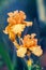 Blossoming Iris flowers