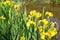 The blossoming iris, Gold grade Iris pseudacorus L. against the background of a reservoir