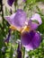 Blossoming iris (Iris L. ) in the garden