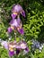 Blossoming iris (Iris L. ) grows in a garden