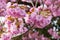 Blossoming Japanese cherry tree in closeup