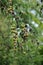 blossoming japanese larch or larix kaempferi