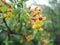 The blossoming jostaberry in a spring garden it is horizontal. Bush Josta with yellow flowers. Hybrid Ribes nigrum and gooseberry