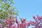 Blossoming Judas tree and white flowers on blue sky