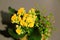 Blossoming Kalanchoe Yellow Flower Isolated On Grey Background. Spring flower background.