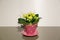 Blossoming Kalanchoe Yellow Flower Isolated In Pink Pot On Grey Background. Spring flower background.