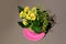 Blossoming Kalanchoe Yellow Flower Isolated In Pink Pot On Grey Background. Spring flower background.