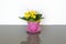 Blossoming Kalanchoe Yellow Flower Isolated In Pink Pot On Grey Background. Spring flower background.