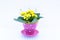 Blossoming Kalanchoe Yellow Flower Isolated In Pink Pot On White Background. Spring flower background.