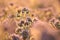 blossoming lacy phacelia tanacetifolia on the field at sunrise close up of fresh spring flowering in illuminated by rising sun