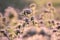 blossoming lacy phacelia tanacetifolia on the field at sunrise close up of fresh spring flowering in illuminated by rising sun