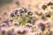 blossoming lacy phacelia tanacetifolia on the field at sunrise close up of fresh spring flowering in illuminated by rising sun