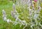 The blossoming lamb`s ears a stachys woolly Stachys byzantina K.Koch & Scheele