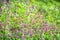 Blossoming Lamium purpureum