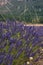 Blossoming of lavander flowers on the field