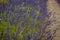 Blossoming of lavander flowers on the field ,closer view