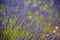 Blossoming of lavander flowers on the field ,closer view