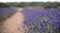 Blossoming of lavander flowers on the field ,closer view. Cutted for banner.