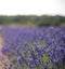 Blossoming of lavander flowers on the field ,closer view. Squared version.