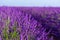 Blossoming lavender bush on French field