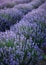 The blossoming lavender bushes. Sunset flower violet field side view