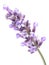 Blossoming Lavender (Lavandula), clipping paths